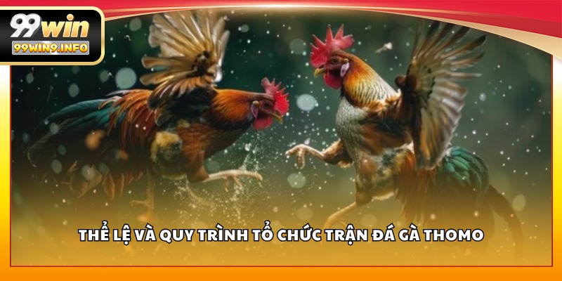 Thể lệ và quy trình tổ chức trận đá gà Thomo