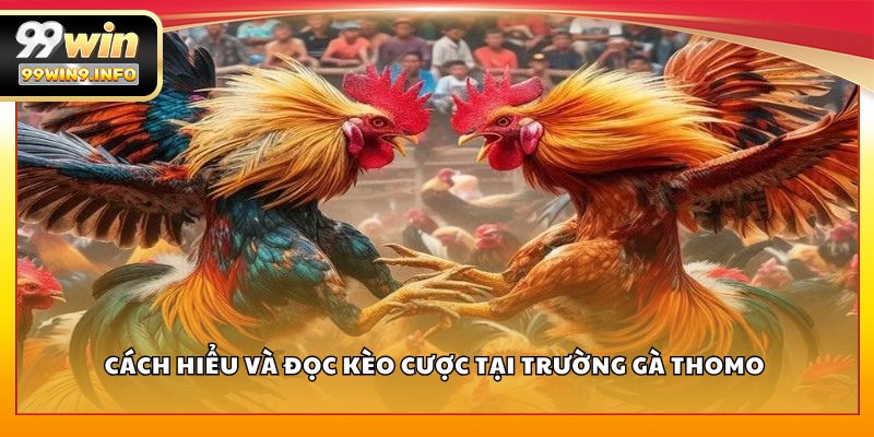 Cách hiểu và đọc kèo cược tại trường gà Thomo 