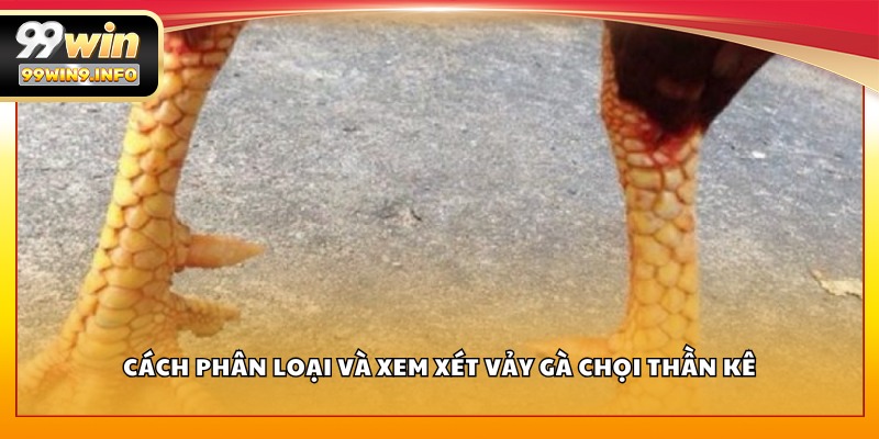 Cách phân loại và xem xét vảy gà chọi thần kê